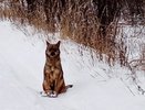 По Кирову кто-то расставляет капканы: в ловушку попалась вторая собака