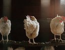 В Кирове из-за вспышки гриппа начнут вакцинировать домашних птиц