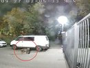 В Кирове очевидцы заметили рысь с котом в зубах