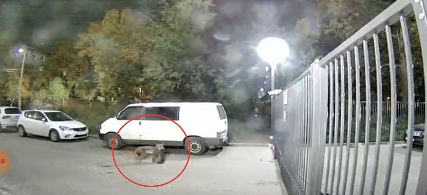 В Кирове очевидцы заметили рысь с котом в зубах