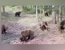 Шишкин лес по-вятски: очевидцы запечатлели на видео сразу 13 медведей