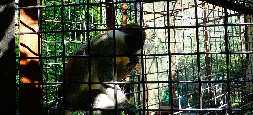 Владельцев зоопарка в "Макси" оштрафовали за грубые нарушения