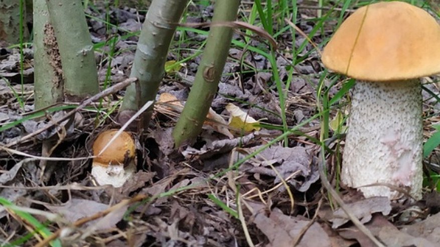 Главная картинка новости: Кировчане назвали самые грибные места в области
