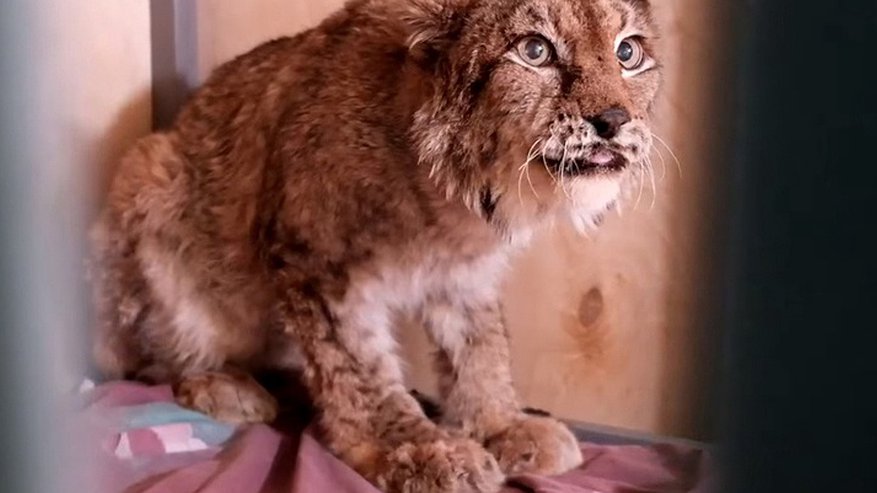 Главная картинка новости: Детоубийцы и водитель-насильник: как живут наши соседи