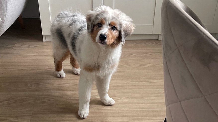 Главная картинка новости: «Щенок умер после прогулки»: жители одного из районов Кирова предупреждают о раскиданной отраве