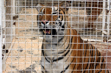 Мстислав Запашный: «Труднее всего дрессировке поддаются люди»
