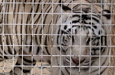 Мстислав Запашный: «Труднее всего дрессировке поддаются люди»