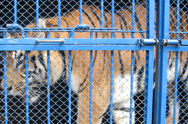 Мстислав Запашный: «Труднее всего дрессировке поддаются люди»