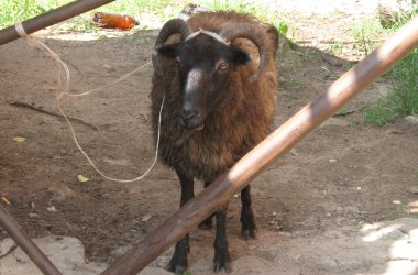 Cабантуй в Кирове